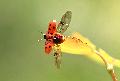 [ pilt: 2062     IMG_6447     .JPG ]